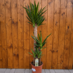 Juka obrovská (Yucca elephantipes) - výška 110 cm, kont.C5L -TROJKMEŇ